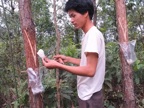 Bà con nông dân ở xã Quan Bản (Lộc Bình) khai thác nhựa thông mã vĩ. Nguồn ảnh: nhandan.com.vn