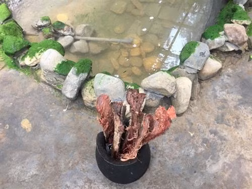 Vỏ cây T'nung (giống thân cây lộc vừng) dùng để phết lên thân gốm tạo màu đen bóng và bền. Ảnh Hà Linh