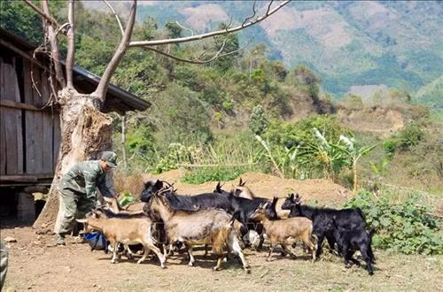 Mô hình nuôi dê tập trung được Bộ đội Biên phòng Lai Châu triển khai tại các xã Pa Vệ Sử, Pa Ủ, Thu Lũm, Ka Lăng (huyện Mường Tè)... đã giúp hàng trăm hộ dân vùng biên thoát nghèo. Ảnh: Công Tuyên-TTXVN