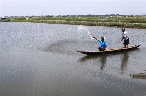 Người nuôi tôm ở thị trấn Sịa, huyện Quảng Điền, xử lí ao nuôi bằng Cloramin.