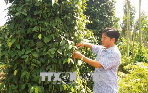 Vườn tiêu sản xuất theo quy trình GlobaGAP của gia đình ông Lâm Ngọc Nhâm (xã Hòa Hiệp, huyện Xuyên Mộc). Ảnh: Hoàng Nhị - TTXVN