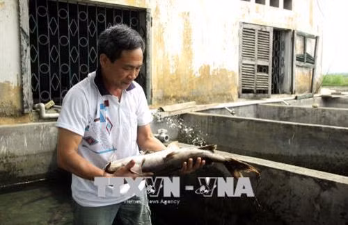 Kiểm tra cá chiên bố, mẹ trước khi cho sinh sản nhân tạo. Ảnh: Quang Cường - TTXVN