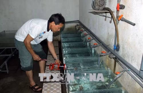 Chăm sóc cá chiên giống sau khi đã ấp nở thành công. Ảnh: Quang Cường - TTXVN