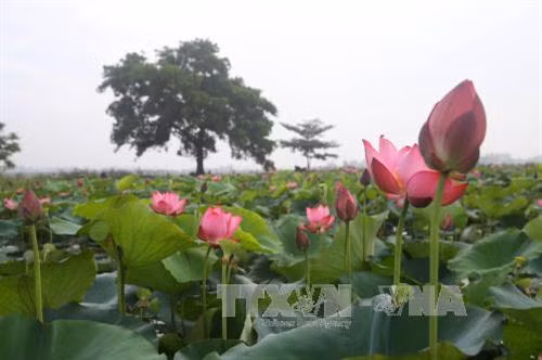 Hoa sen Huế khoe sắc. Ảnh: Hồ Cầu - TTXVN