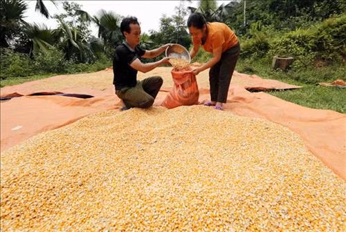 Nhờ vốn vay ưu đãi Chương trình Cho vay hộ nghèo, gia đình chị Hoàng Thị Phong, dân tộc Tày, ở xã Năng Khả có điều kiện phát triển nuôi trâu, cải tạo vườn đồi trồng ngô, cuộc sống gia đình từng bước được nâng cao. Ảnh: Trần Việt – TTXVN