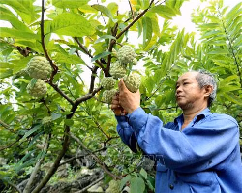 Thu hoạch na tại hộ nông dân Trương Văn Duyên (dân tộc Nùng) ở thôn Lũng Thân, thị trấn Đồng Mỏ, huyện Chi Lăng. Ảnh: Vũ Sinh - TTXVN
