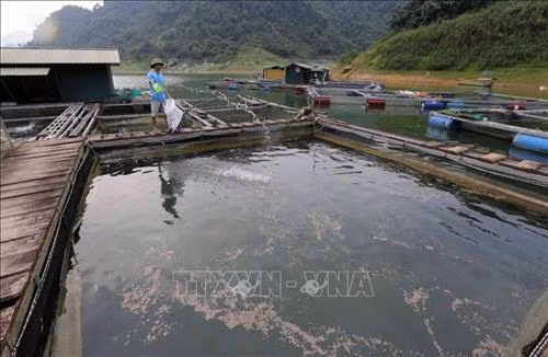 Gia đình anh Phùng Xuân Sơn, xã Xuân Phú, huyện Na Hang vay vốn Agribank Tuyên Quang đầu tư nuôi cá lồng trên hồ thủy điện Na Hang, mỗi năm thu hàng trăm triệu đồng. Ảnh: Trần Việt – TTXVN