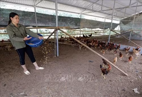 Từ nguồn vốn vay Agribank Tuyên Quang, gia đình chị Nông Thị Hằng ở xã Năng Khả, huyện Na Hang có điều kiện mở rộng chuồng trại nuôi gà, lợn cho hiệu quả kinh tế cao. Ảnh: Trần Việt – TTXVN
