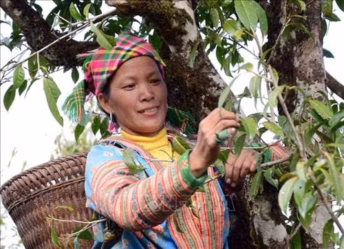 Chị Sùng Thị Dinh cùng gia đình thu hái chè để bán, đây cũng là một trong những nguồn cho thu nhập bình quân hàng chục triệu đồng/năm. Ảnh: Quý Trung - TTXVN