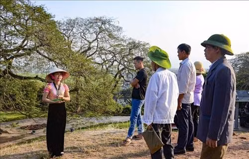 Thuyết minh viên hướng dẫn du khách tham quan tại Di tích Đồi A1. Ảnh: Xuân Tư – TTXVN