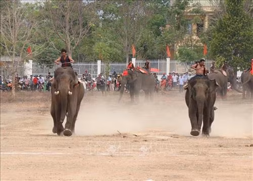 Pha tranh chấp bóng trong phần thi voi đá bóng. Ảnh: Tuấn Anh - TTXVN Pha tranh chấp bóng trong phần thi voi đá bóng. Ảnh: Tuấn Anh - TTXVN Pha khống chế bóng tốt của “vận động viên voi” trong phần thi voi đá bóng. Ảnh: Tuấn Anh - TTXVN Phần thi voi chạy đua tại Hội voi. Ảnh: Tuấn Anh - TTXVN Voi tăng tốc cán đích. Ảnh: Tuấn Anh - TTXVN Voi tăng tốc cán đích. Ảnh: Tuấn Anh - TTXVN Voi tăng tốc cán đích. Ảnh: Tuấn Anh - TTXVN Voi dự tiệc “bufet” sau phần thi chạy đua. Ảnh: Tuấn Anh - TTXVN