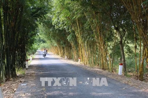 Bộ sưu tập tre là một trong những công trình thuộc Dự án “Khu bảo tồn tre gắn với Khu Du lịch sinh thái Gáo Giồng” tại ấp Gáo Giồng, huyện Cao Lãnh, tỉnh Đồng Tháp. Ảnh: Nguyễn Văn Trí - TTXVN