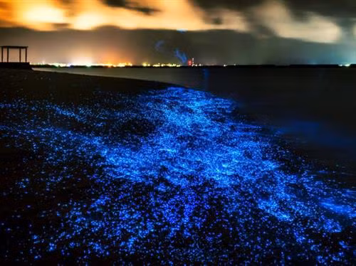 Để trải nghiệm những bãi biển rực rỡ huyền diệu của Maldives, bạn có thể ghé thăm bất kỳ hòn đảo nào trong số 1.190 hòn đảo ở đây. Nhưng một trong những bờ biển đẹp nhất chính là bãi biển “ngàn sao” tạo ra nhờ sự phát sáng tự nhiên của hàng triệu sinh vật phù du.