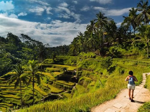 Ruộng bậc thang Tegalalang nổi tiếng với những cây cọ cao chót vót khiến khung cảnh trông giống như một bài thơ quyến rũ bất kì người đọc nào.