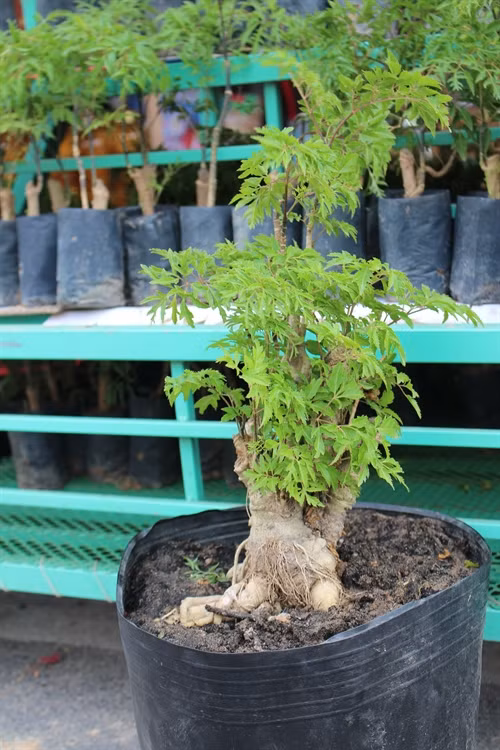 Các loại cây dược liệu, dược liệu sắc phơi khô được bày bán, kê toa bốc thuốc tại các các gian hàng trong khuôn khổ tuần lễ đông y 2017