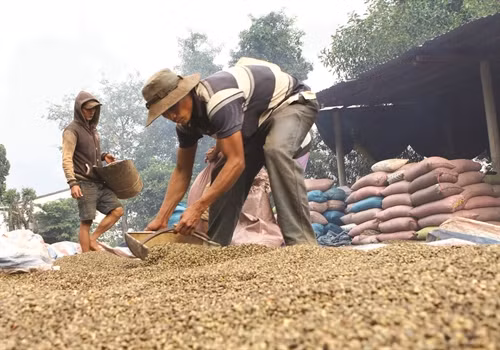 Phơi khô cà phê trước khi đóng bao