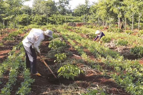 Chăm sóc cây cà phê tái canh kết hợp trồng cây lương thực ngắn ngày để cải tạo đất, tăng thu nhập