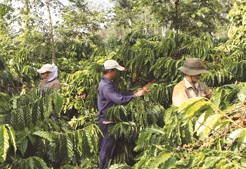 Trồng cà phê tái canh cần đảm bảo đúng kỹ thuật, khoảng cách giữa các hố đào phải đạt 60 x 60 x 60 cm