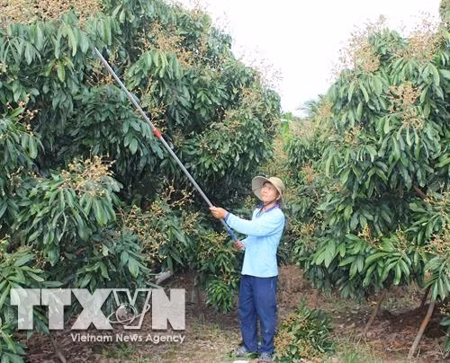 Anh Nguyễn Hữu Thanh chăm sóc vườn nhãn. Ảnh: Công Trí-TTXVN