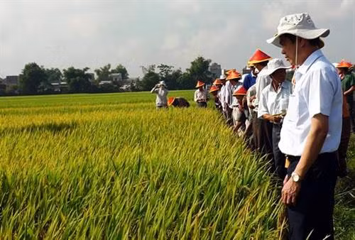 Nông dân tham quan cánh đồng sản xuất lúa giống ở xã Phước Hưng, huyện Tuy Phước, tỉnh Bình Định. Ảnh: baobinhdinh.vn