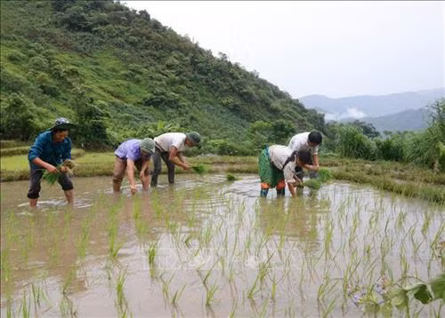 Đồng bào dân tộc Mông ở xã Phong Dụ Thượng gieo cấy lúa mùa. Ảnh: TTXVN phát