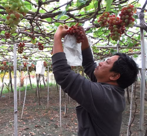 Xã viên HTX Nho Ninh Thuận Evergreen áp dụng kỹ thuật “bao chùm quả” trong sản xuất nho theo tiêu chuẩn VietGap. Ảnh: Nguyễn Thành – TTXVN