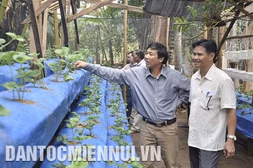 Mô hình trồng dâu tây của Hợp tác xã nông nghiệp dịch vụ thương mại Hợp Thành ở xã Bờ Y, huyện Ngọc Hồi. Ảnh: Văn Phương Anh Nguyễn Xuân Đại - thành viên của Hợp tác xã Rạng Đông, huyện Đăk Tô với mô hình cây ăn quả sản xuất theo công nghệ sạch. Ảnh: Văn Phương