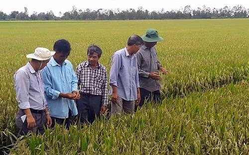 Chi bộ thị trấn Hưng Lợi, huyện Thạnh Trị (Sóc Trăng) triển khai mô hình trồng lúa hữu cơ theo tiêu chuẩn VietGAP cho nông dân. Ảnh: tuyengiao.vn