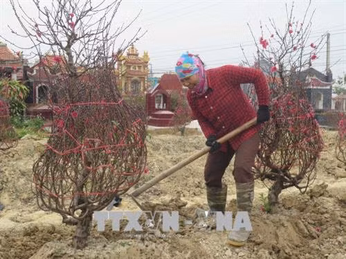 Nông dân phấn khởi vì được mùa đào Tết. Ảnh: Mạnh Minh - TTXVN