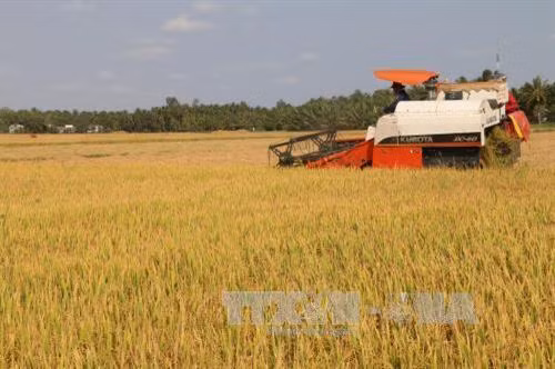 Đưa cơ giới hóa vào khâu thu hoạch lúa đông xuân ở cánh đồng lớn huyện Càng Long (Trà Vinh). Ảnh: Huy Hoàng - TTXVN