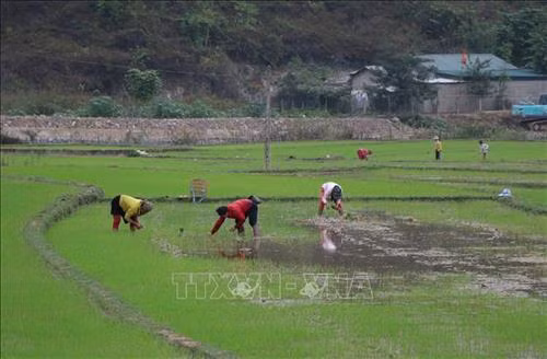 Người dân xuống đồng chuẩn bị cho vụ mùa mới. Ảnh: Văn Dũng - TTXVN