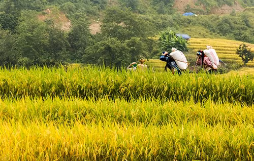 Những cô gái trong trang phục truyền thống cõng “mùa vàng” ra chợ