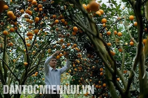 Gia đình anh Lê Văn Na ở tổ 1, khu 2, thị trấn Cao Phong trồng 3 ha cam theo tiêu chuẩn VietGAP, mỗi năm thu hoạch 90 tấn cam. Ảnh: An Thành Đạt
