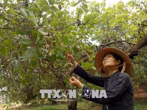 Nông dân thu hoạch mùa vụ điều 2018 tại xã Tân Hưng, huyện Đồng Phú, Bình Phước. Ảnh: Dương Chí Tưởng - TTXVN