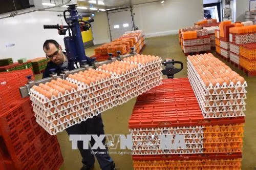 Công nhân vận chuyển trứng tại nhà máy ở La Bazoge, tây bắc Pháp. Ảnh: AFP/TTXVN