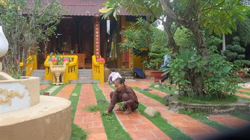 Sơ chế thuốc nam tại sân chùa