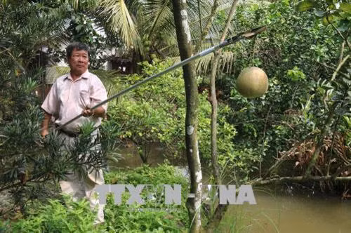 Ông Lê Phước Lộc trình diễn cách sử dụng kéo cắt tỉa đa năng. Ảnh: Minh Trí - TTXVN