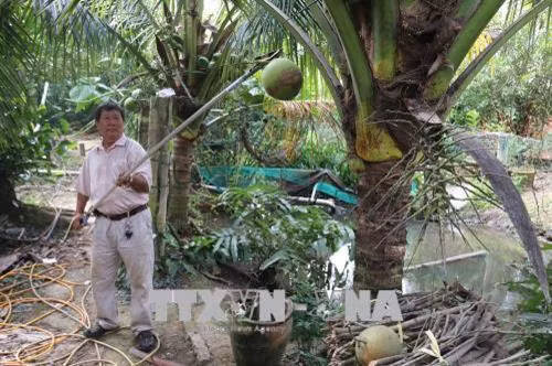 Ông Lê Phước Lộc trình diễn cách sử dụng kéo cắt tỉa đa năng. Ảnh: Minh Trí - TTXVN