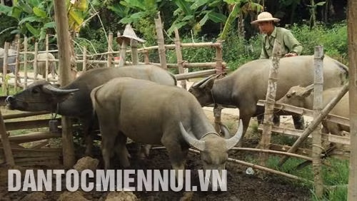 Nuôi trâu sinh sản của hộ gia đình ông Dương Văn Phượng ở thôn bản Vài, xã Khang Ninh