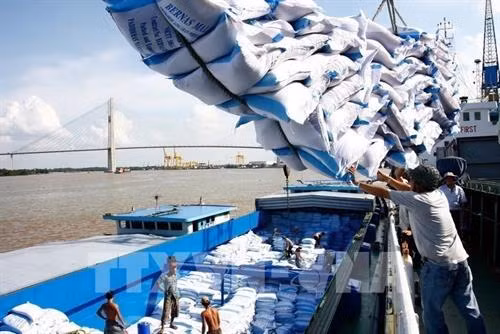 Xuất khẩu gạo phải có kiểm soát để đảm bảo an ninh lương thực. Ảnh: TTXVN phát