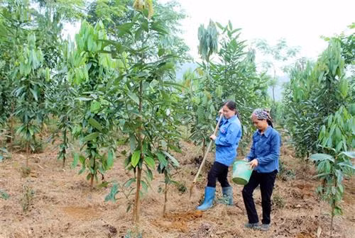 Chăm sóc rừng quế trồng mới tại xã Quy Kỳ, huyện Định Hóa (Thái Nguyên). Ảnh: Thảo Nguyên - TTXVN