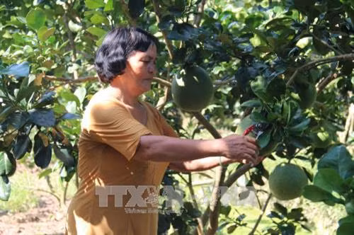 Nông dân xã Song Bình, huyện Chợ Gạo chăm sóc vườn bưởi da xanh. Ảnh: Minh Trí-TTXVN