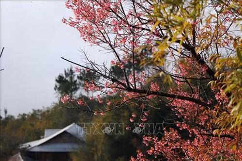 Đồng bào Mông nơi đây cho biết: cách đây khoảng 300 năm, khi đến định cư nơi đây thì đã có loại cây này. Ảnh: Tuấn Anh - TTXVN