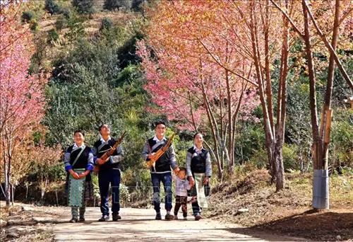 Vào những dịp lễ tết, những nam thanh nữ tú người Mông lại cùng nhau chơi hội, du xuân dưới những tán hoa Tớ Dày. Ảnh: Tuấn Anh - TTXVN