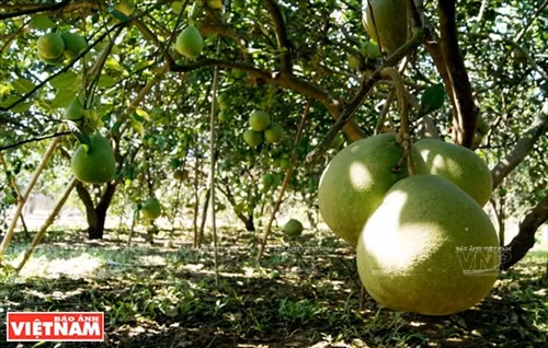 Bưởi ngọt trên cù lao Tân Triều ảnh 1