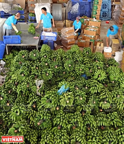 Chuối tiêu hồng Khoái Châu ảnh 7