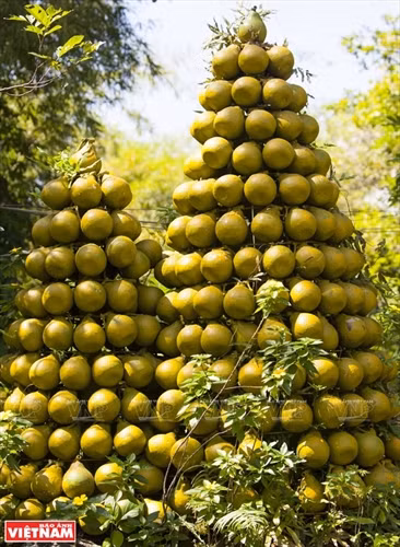 Bưởi ngọt trên cù lao Tân Triều ảnh 11