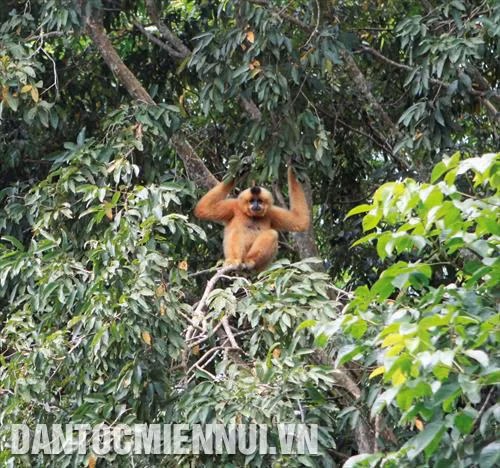Vườn Quốc gia Cát Tiên là nơi cư trú của các loài động vật hoang dã như: gấu, khỉ, voọc…