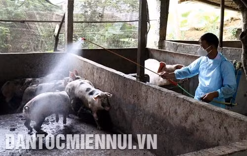 Phun thuốc phòng bệnh trực tiếp cho vật nuôi khỏe. Ảnh: Quốc Khánh