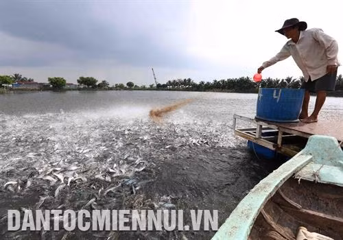 Thức ăn đầy đủ dinh dưỡng giúp cá phát triển khỏe mạnh. Ảnh: Vũ Sinh